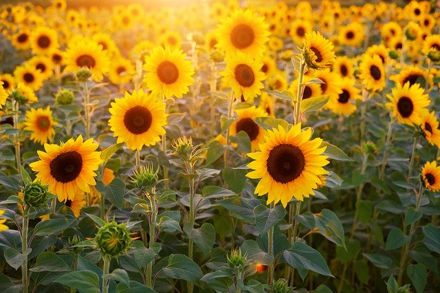 sunflower fields in Wisconsin