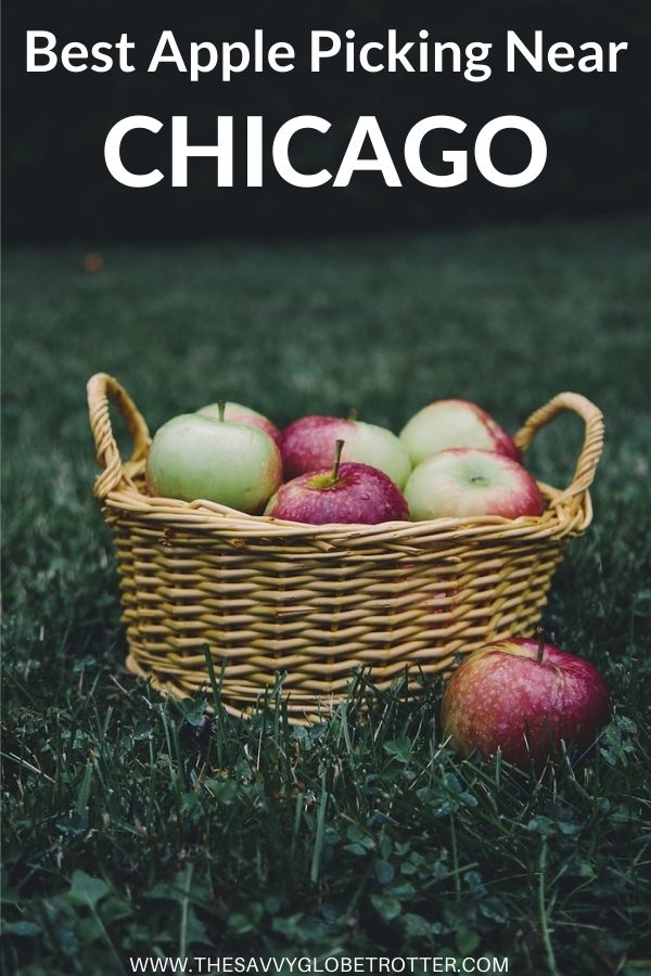Best Apple Orchards Near Chicago Where You Can Go Apple Picking