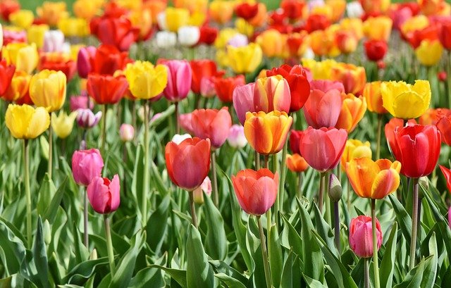 tulip fields