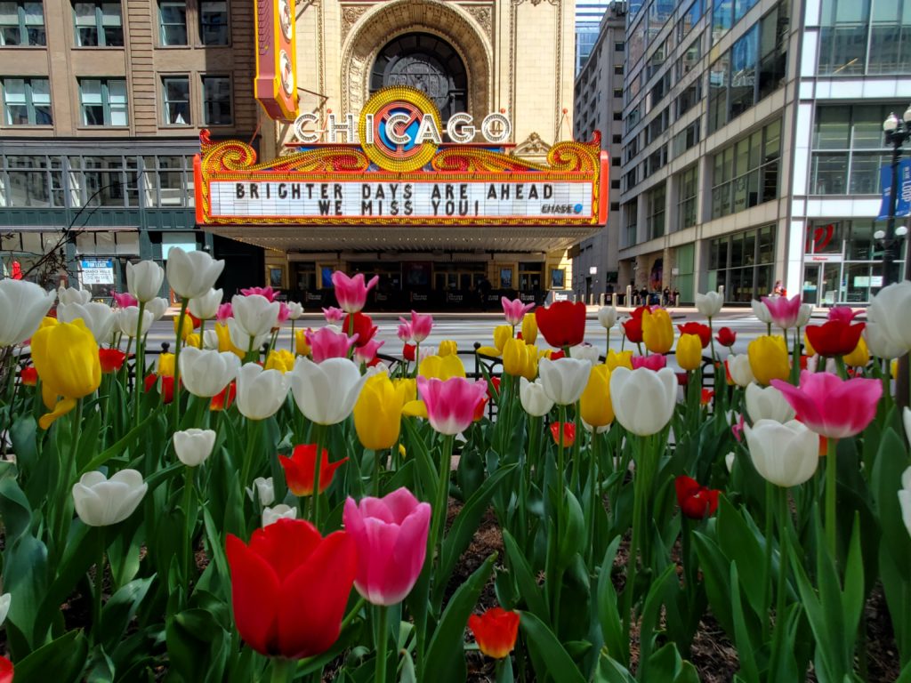 tulips across the Chicago Theatre on State Street in the spring