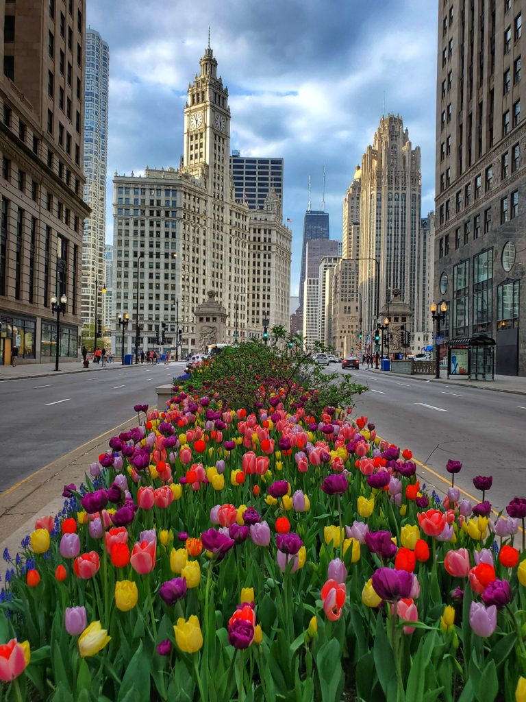 tulips on Michigan Avenue Chicago